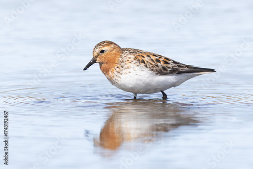 adult breeding plumage Red-necked Stint Calidris ruficollis