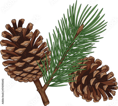 Realistic pine cones and green pine needles branch illustration, natural forest element, botanical design for winter, Christmas, and eco projects