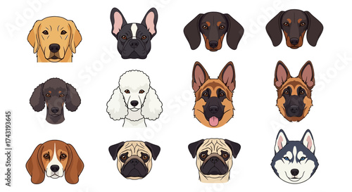 Illustration of twelve different dog breeds, including a golden retriever, poodle, pug, and husky, all in a flat, cartoon style.