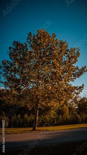 La solidez de un árbol es incomparable
