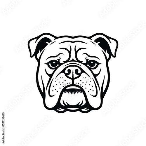 vector illustration of an english bulldog on white background 