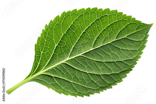 Detailed close-up of a vibrant green hydrangea leaf with intricate veins against a black canvas