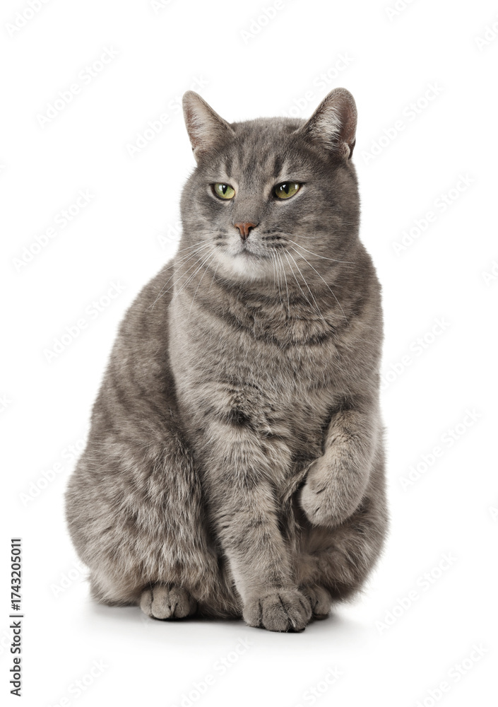 Obraz premium Cute grey cat sitting on white background