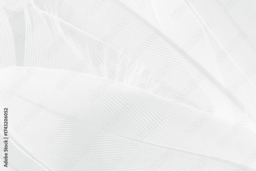 Obraz premium Gray white feather wooly pattern texture background
