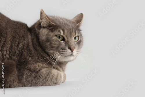 Cute grey cat on light back...