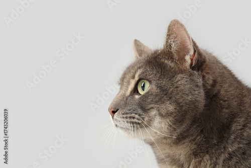 Cute grey cat on light back...