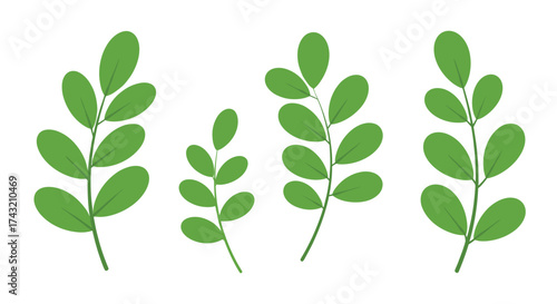 Set of green leaves on stems in various sizes and arrangements.