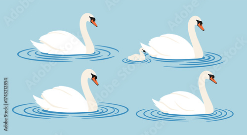 A collection of white swans gracefully swimming in calm blue water creating gentle ripples.