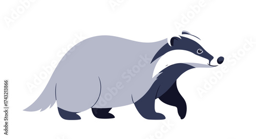 A badger walks across a white background with its body tilted.