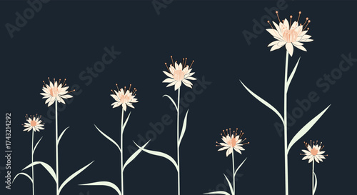 A collection of delicate pale pink wildflowers with feathery petals stand tall against a dark background.
