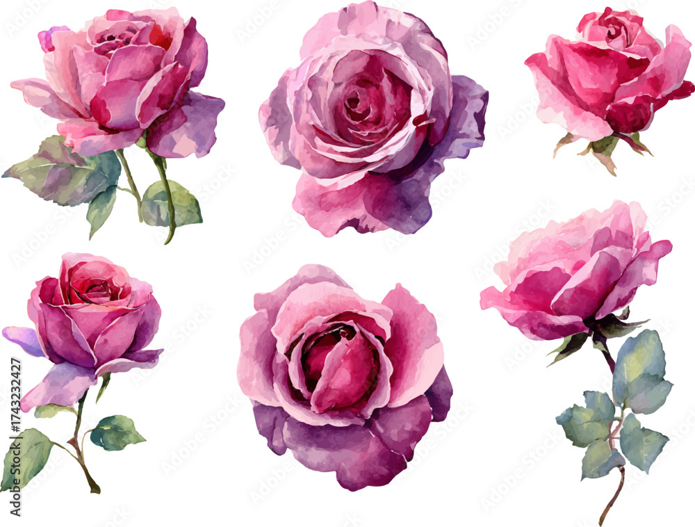 Fototapeta premium set of pink roses