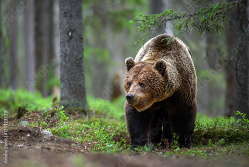 Fototapeta Naklejka Na Ścianę i Meble -  Wild brown bear ( Ursus arctos )