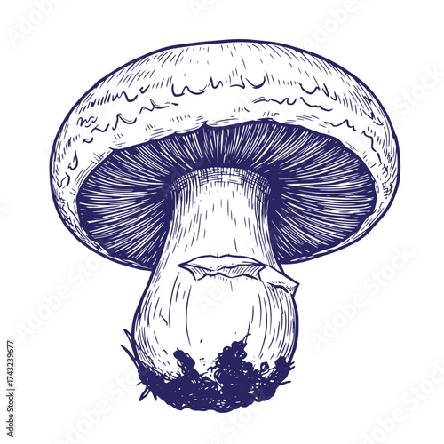 Detailed vintage hand drawn illustration of a fresh champignon mushroom on a white background