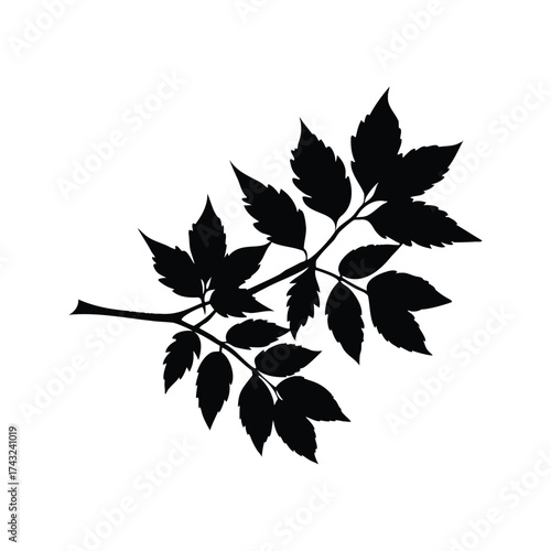 Black silhouette illustration of a branch with leaves on a white background, ash tree branch silhouette vector illustration
