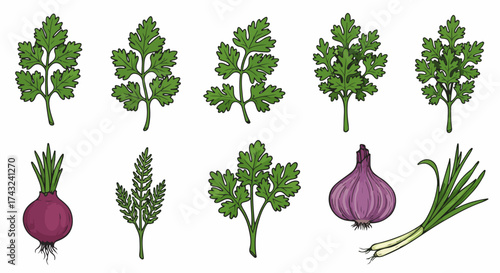 Fresh herbs and onions collection with transparent background