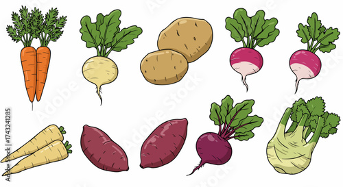 Root vegetables collection with transparent background