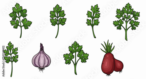 Fresh herbs and root vegetables with transparent background