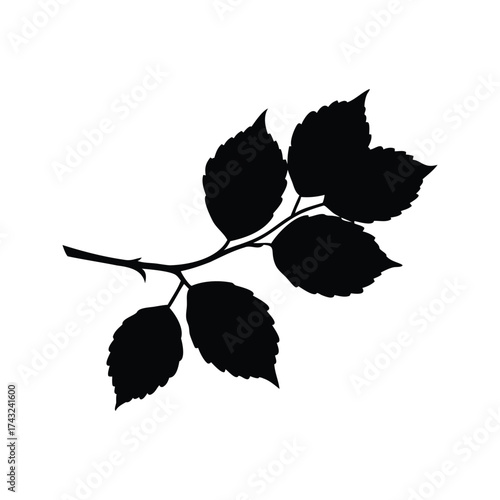Monochrome silhouette of a leafy twig of a plant, isolated on white, beech branch silhouette vector illustration