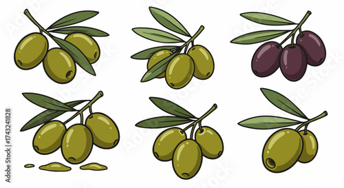 Olive branches with olives and oil drops