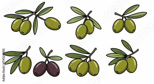Green olives on branches with transparent background