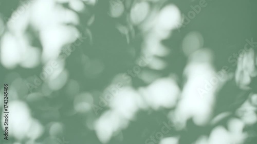 Soft light and shadows from tree branches, plant, foliage.The leaves transparent, blurred shadows are reflected in the morning sunlight. Sun and shadows. Product presentation, mockup for advertising. 