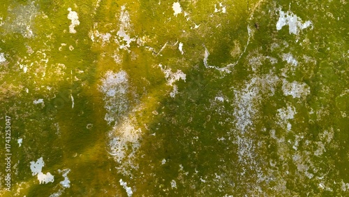 Close up of a moss-covered wall with green and white textures, showing dampness, decay, and natural aging patterns.