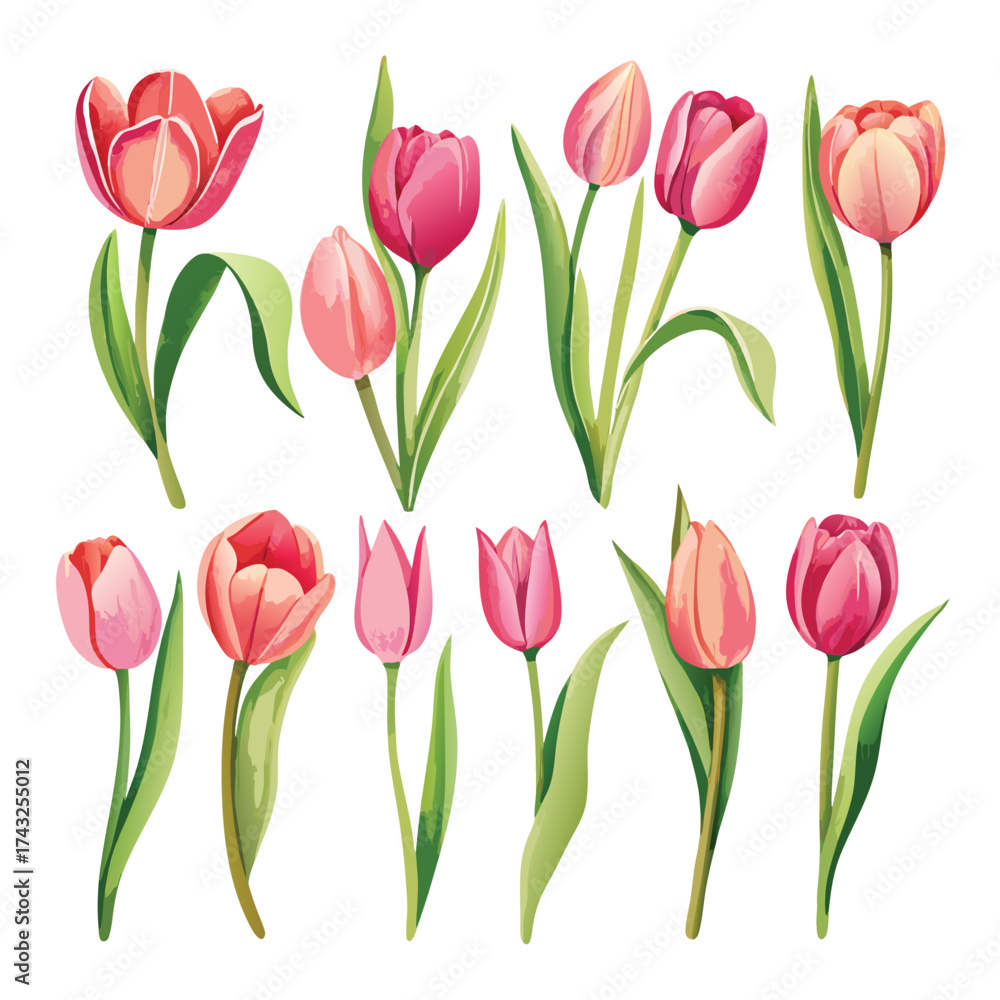 Obraz premium Vector illustration Collection of pink and red tulips with green leaves on white background