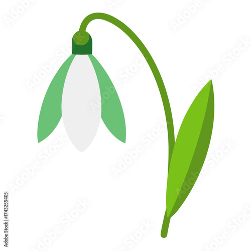 snowdrop flower isolated on white