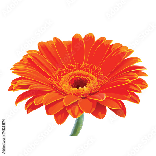 Vector illustration Vibrant orange gerbera daisy flower with green stem on white background