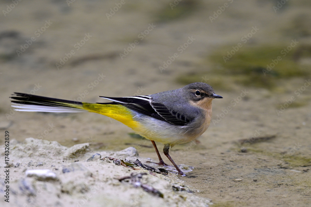 Fototapeta premium Grey wagtail // Gebirgsstelze (Motacilla cinerea)