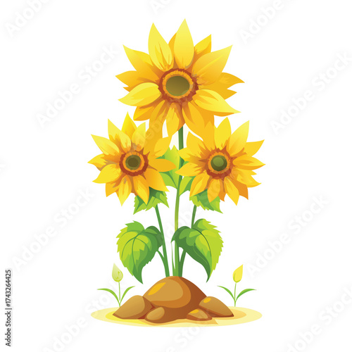 Vector illustration Three yellow sunflowers growing from brown rocks on white background
