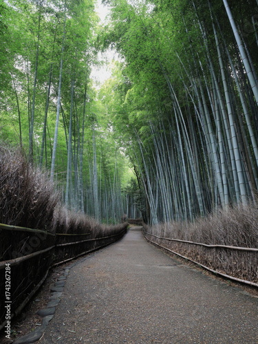 京都嵐山、竹林の小径