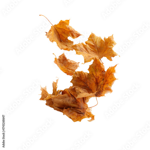 Falling autumn maple leaves against transparent background