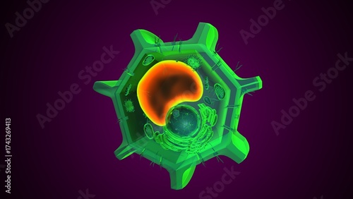 Plant vacuole anatomy. 3d illustrations