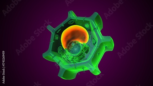 Plant vacuole anatomy. 3d illustrations