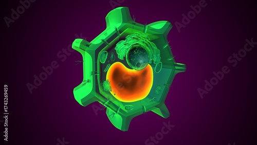 Plant vacuole anatomy. 3d illustrations