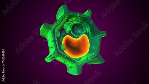 Plant vacuole anatomy. 3d illustrations