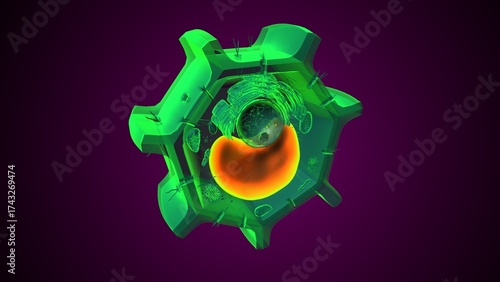 Plant vacuole anatomy. 3d illustrations