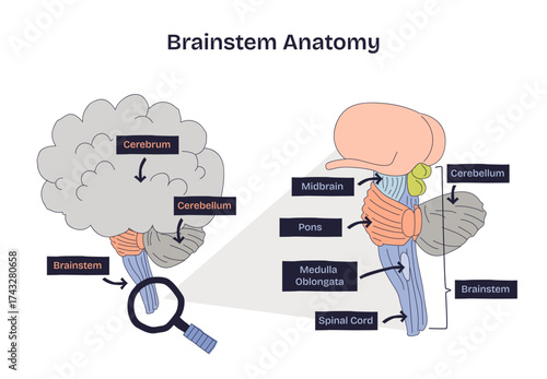 Brainstem anatomy overview highlighting midbrain, pons, and medulla, with cerebellum and spinal cord context, a concise sketch conveying core neural pathways. Doodle style diagram