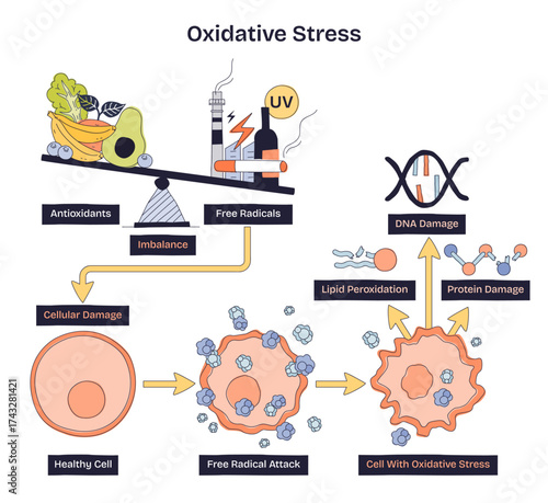 Oxidative stress diagram shows imbalance between antioxidants and free radicals, leading to cellular damage, scale, DNA helix, and damaged cell illustrate the process. Doodle style diagram