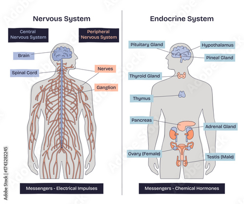 Nervous vs Endocrine systems compared brain and spinal cord next to hormone glands, contrasting electrical impulses with chemical signals, key, brain, nerves, thyroid. Doodle style diagram