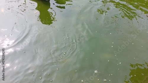 Close-up video of a natural pond showing fish and frogs swimming on the surface of the water. The scene captures natural reflections and gentle ripples, showcasing a peaceful and balanced ecosystem. I