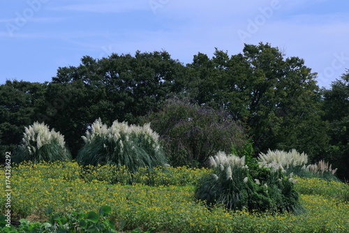 日本の秋を象徴する花
