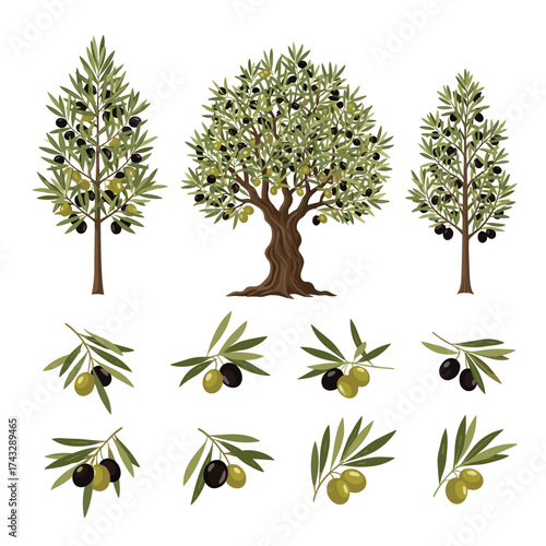An illustration of olive trees and branches with olives in various stages of ripeness.