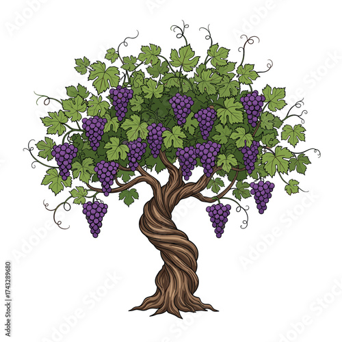 A vibrant grapevine laden with clusters of ripe purple grapes ready for harvest.