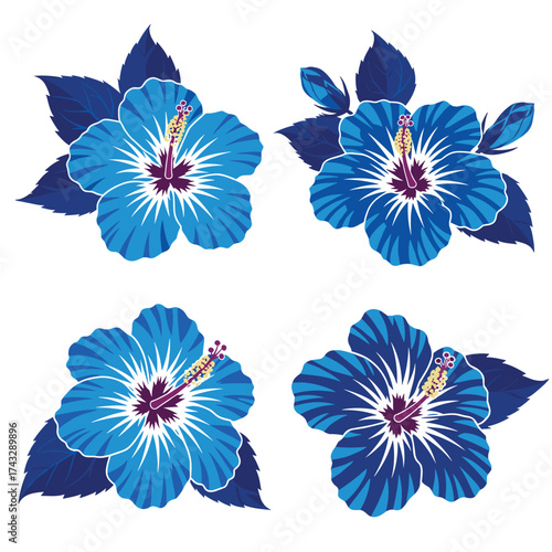 Four vibrant blue hibiscus flowers with dark green leaves are presented in a delightful arrangement.
