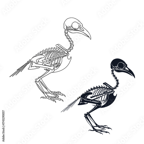 An illustration of two detailed avian skeletons one in black and white and another in solid black.