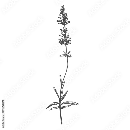 Lavender black and white vector sketch. Fragrant French wildflower with title. Violet summer honey plant sketched outline. Blooming aromatic Provence wild flower engraving. Aromatherapy scent
