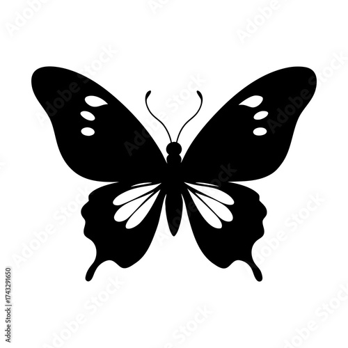 butterfly on white background