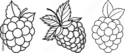 Set of Blackberry Fruit Outlines for Coloring Book - Vector Line Art Collection